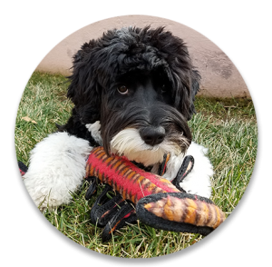 dogtoy